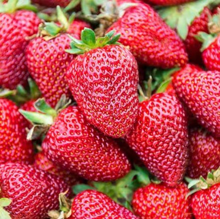 Zemene 'Elan'  (pieejams no jūnija)